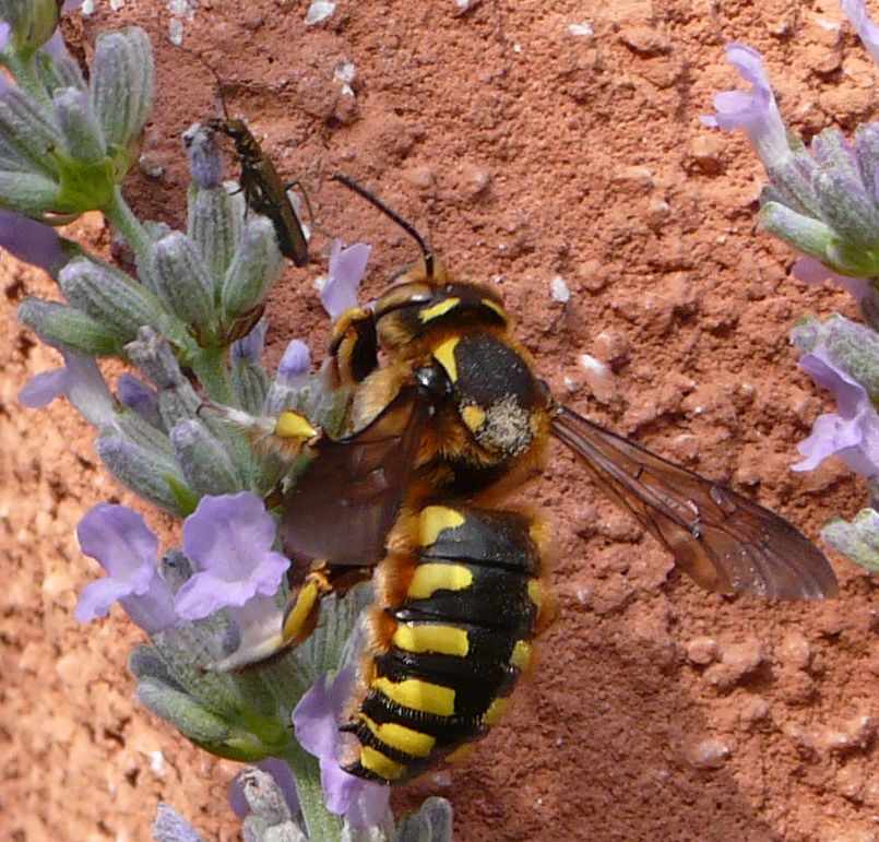 Accoppiamento di Anthidium cfr. florentinum (Apidae Megachilinae)